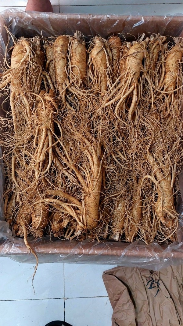 Sâm tươi 7 củ