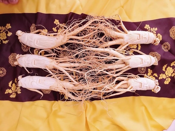 Sâm tươi 7 củ