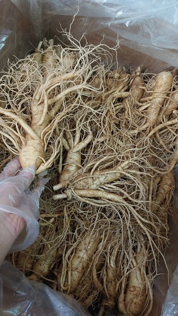 Sâm tươi 7 củ