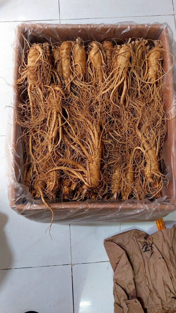 Sâm tươi 7 củ