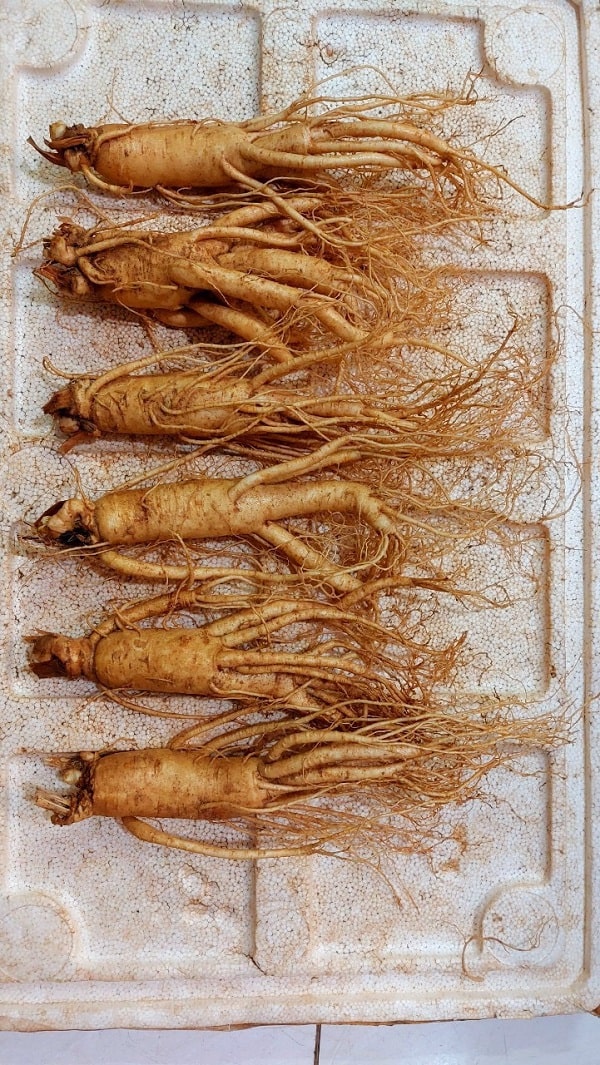 Sâm tươi 7 củ