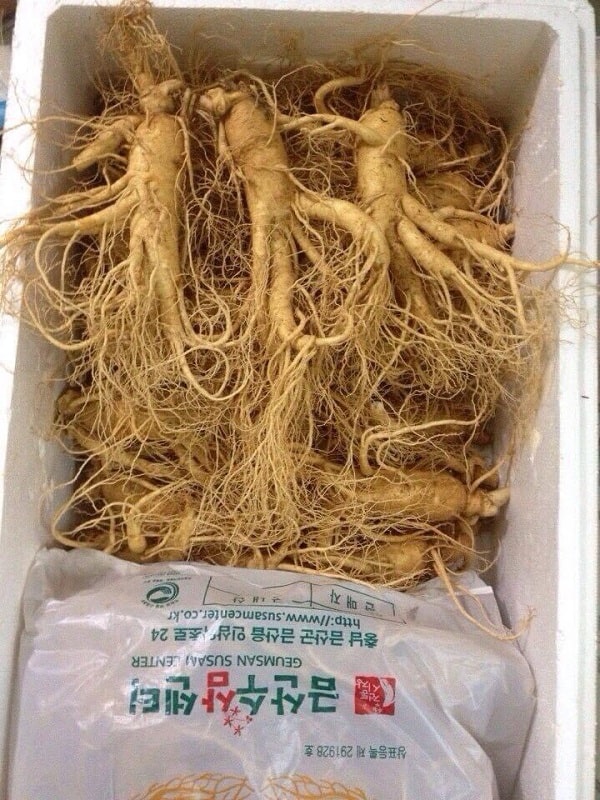 Sâm tươi 7 củ
