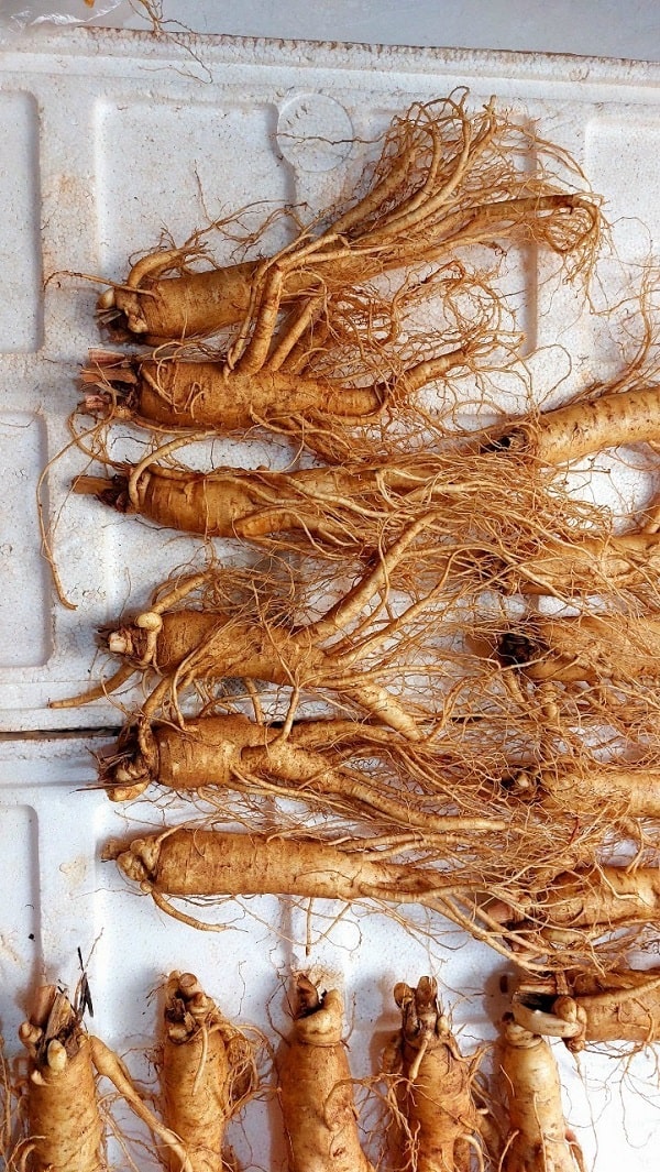 Sâm tươi 7 củ