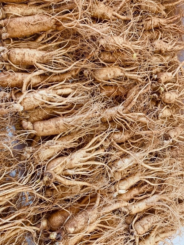Sâm tươi 7 củ