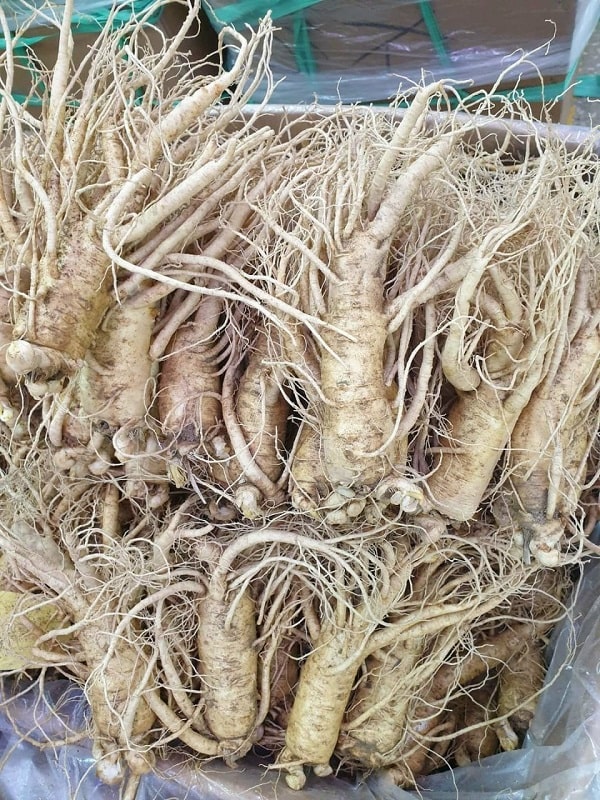 Sâm tươi 7 củ