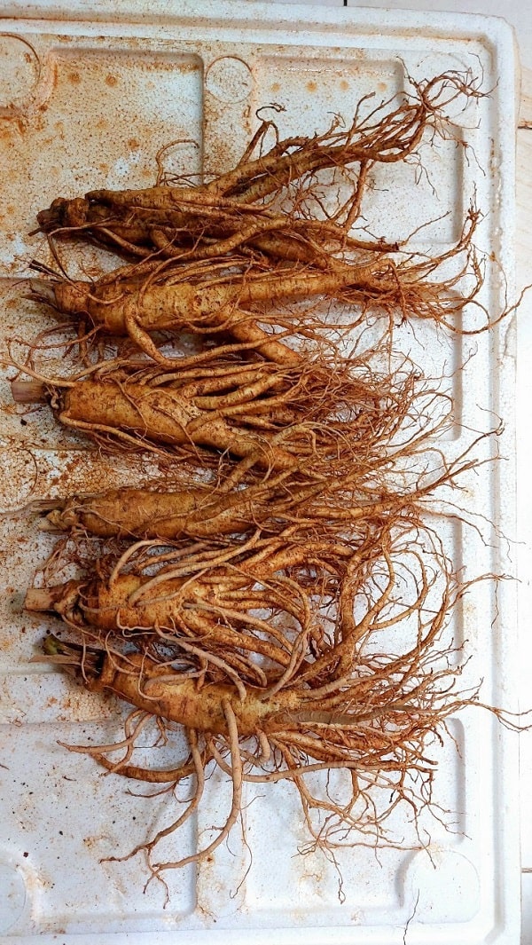 Sâm tươi 7 củ