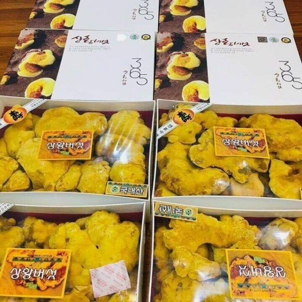 Nấm thượng hoàng