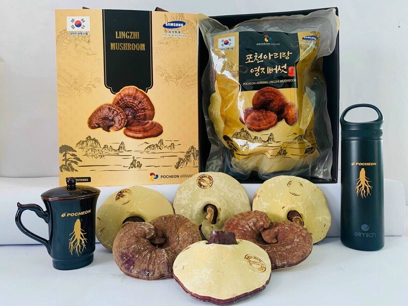 Nấm linh chi nguyên tai 2400